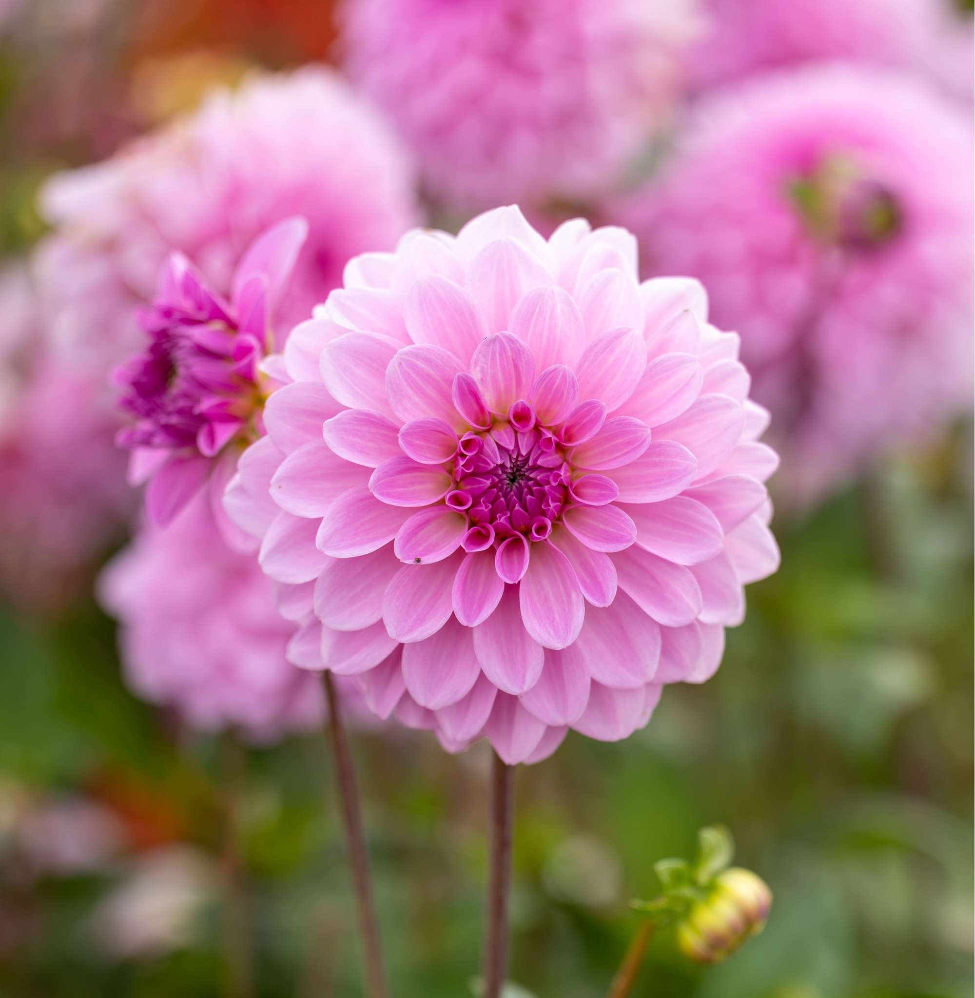 Dahlia 'Bazuin Lavender'